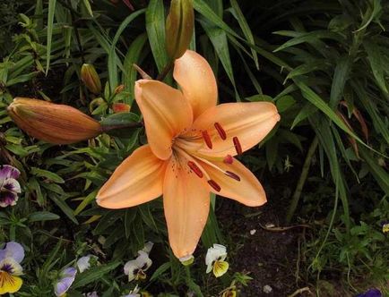 Lily évelő dísznövény a család Liliaceae