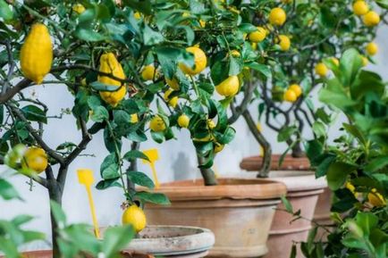 Lemon de îngrijire arbore la domiciliu pentru citrice