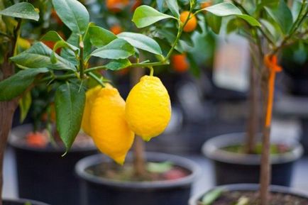 Citromfa otthoni gondozást citrusfélék