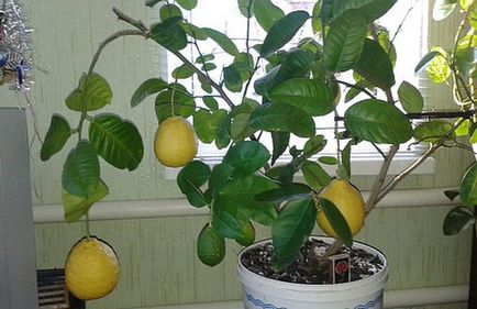 Lemon de îngrijire arbore la domiciliu pentru citrice