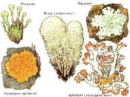 Lichenii - lichenii - natura și animalele