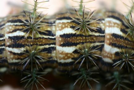 Лоном - найотруйніша гусениця в світі - дивовижний світ тварин