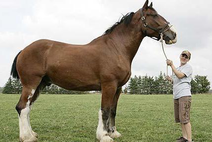 Кінь породи першерона фото, ціна та опис породи
