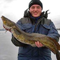 Capturarea burbot în toamna anului toamna capturarea burbot pe donku