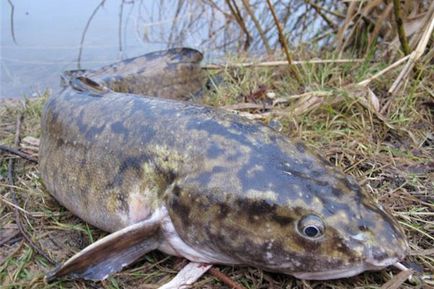 Capturarea burbot în toamna anului toamna capturarea burbot pe donku