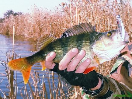 Perch halászat ősszel egy pörgő, hol kell keresni, hogy mi kezelése és csali használható