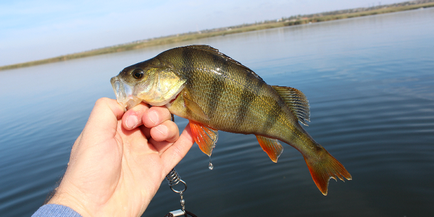 Perch halászat ősszel egy pörgő, hol kell keresni, hogy mi kezelése és csali használható