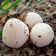Veselka LPH (gomba Veselka kezelés) LPH Veselka