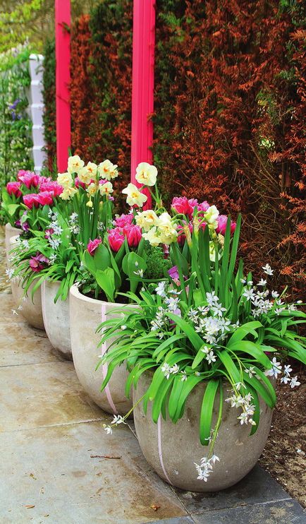 Цибулинні чудеса яскраві ідеї для весняних квітників
