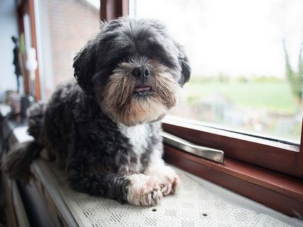 Lhasa apso fotók és videók, árak, fajta leírás