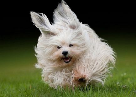 Lhasa apso fotók és videók, árak, fajta leírás