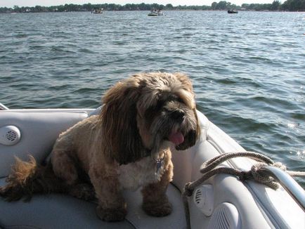 Lhasa apso fotók és videók, árak, fajta leírás