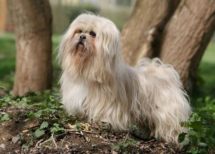 Lhasa apso fotók és videók, árak, fajta leírás