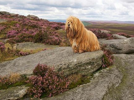 Lhasa apso fotók és videók, árak, fajta leírás