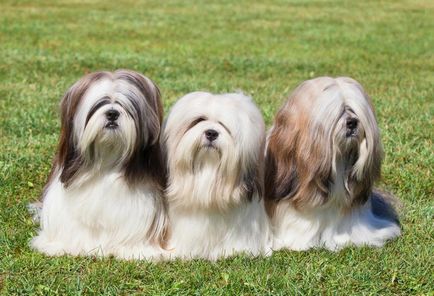 Lhasa apso fotók és videók, árak, fajta leírás