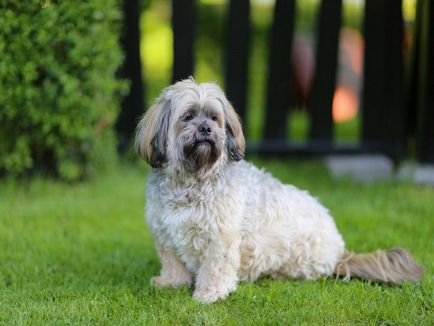 Lhasa Apso fotografii și videoclipuri, prețuri, descrierea rasei