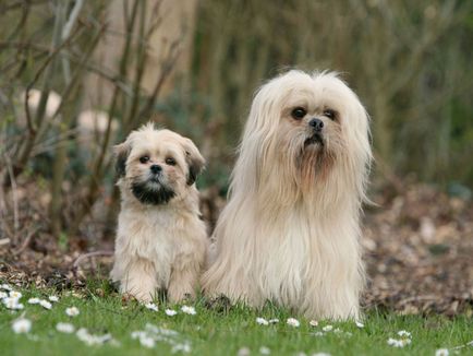 Lhasa Apso fotografii și videoclipuri, prețuri, descrierea rasei