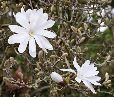 Magnolia aterizare stele și de îngrijire, rezistență de iarnă, soiuri de fotografii