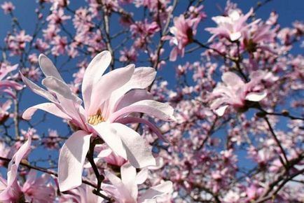 Magnolia aterizare stele și de îngrijire, rezistență de iarnă, soiuri de fotografii