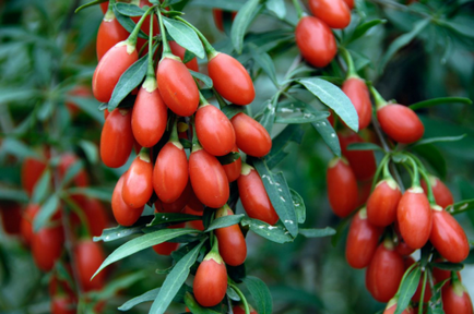 Masti pentru fata din fructe de padure goji