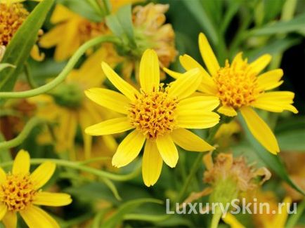 Arnica масло, полезни свойства, употребата на лицето, тялото и косата арника масло