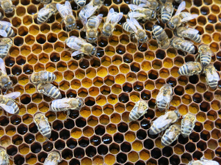 Мед з пергою - лікувальні властивості, корисність меду для потенції