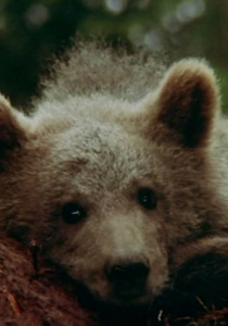 Bear (1988) - Watch Online