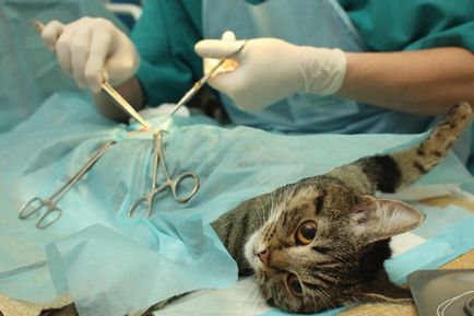 Мегаезофагус у кішок особливість захворювання і методи лікування