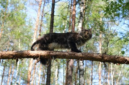 Мейн-куни величезні, але добродушні «Менська єноти» котячого світу