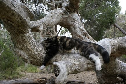 Maine Coons sunt enormi, dar de bună calitate 