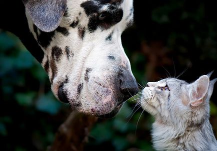 Maine Coon hatalmas, de jó természetű „Manx mosómedve” a macska világ