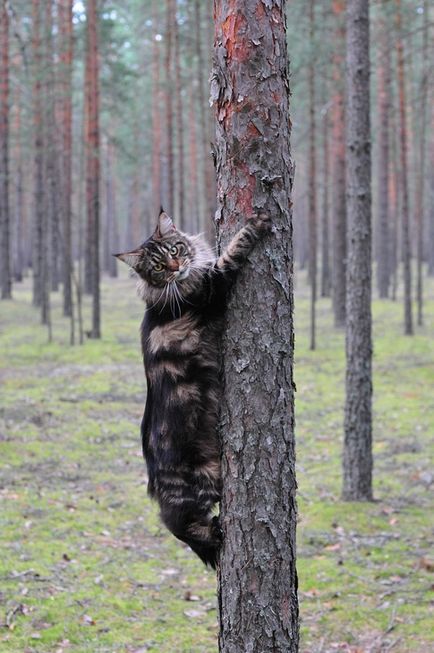 Maine Coons sunt enormi, dar de bună calitate 