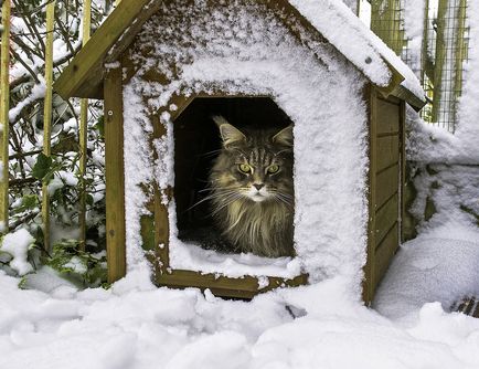 Maine Coons sunt enormi, dar de bună calitate 