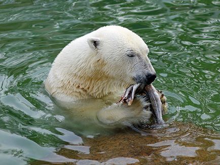 Societatea Zoologică Interregională a Organizației Publice