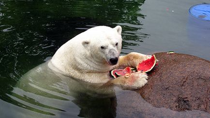 Societatea Zoologică Interregională a Organizației Publice