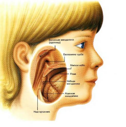 Мигдалини горлі дітей лікування, лікування дітей