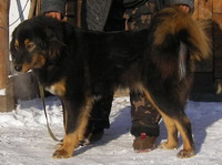 Câine ciobănesc mongolian (Banhar)