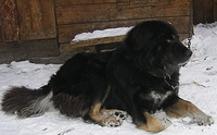 Câine ciobănesc mongolian (Banhar)
