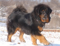 Mongol Shepherd (bankhar)