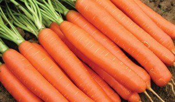 Морква користь і шкода - чого більше і чи треба взагалі її є