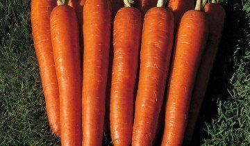 Морква користь і шкода - чого більше і чи треба взагалі її є