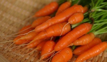 Morcovii sunt buni și dăunători - care sunt mai mult și ar trebui să fie mâncați deloc