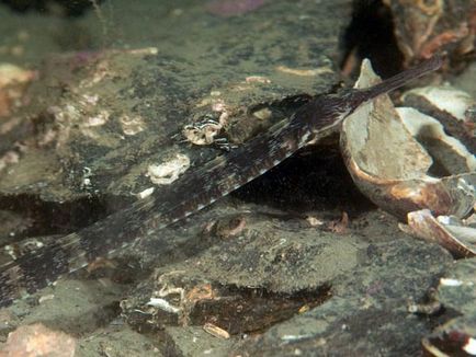 Морська і прісноводна риба-голка опис, поширення, зміст і розмноження