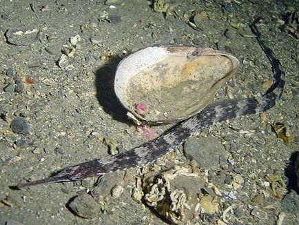 Морська і прісноводна риба-голка опис, поширення, зміст і розмноження