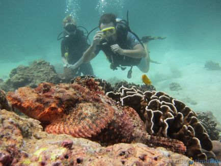 Păsările marine din Phuket ar trebui să se teamă