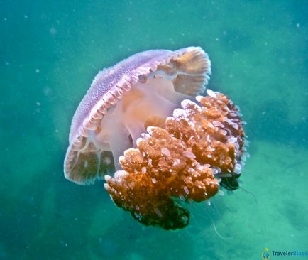 Păsările marine din Phuket ar trebui să se teamă