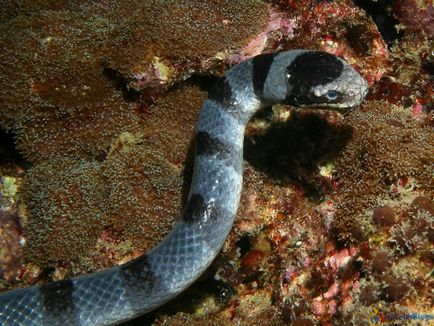 Păsările marine din Phuket ar trebui să se teamă