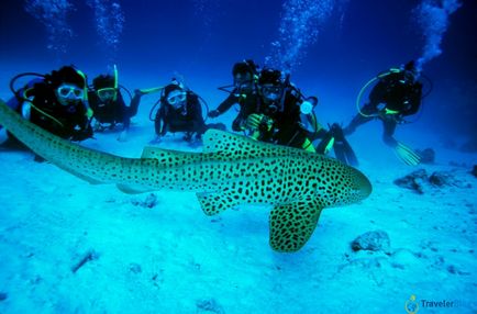 Păsările marine din Phuket ar trebui să se teamă