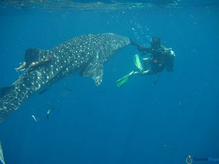 Păsările marine din Phuket ar trebui să se teamă