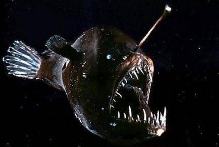 Angler ehető tehető tengerfenékből fene recept (lehetséges) Angler ehető tehető tengerfenékből fene recept